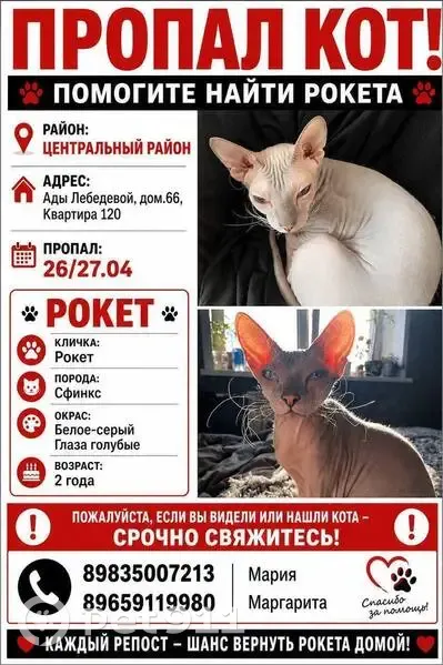 Пропала кошка, улица Ады Лебедевой, 66, Красноярск - сфинкс с голубыми глазами - photo