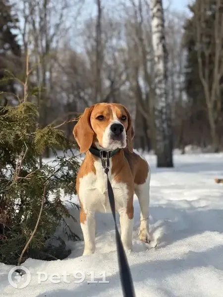 Пропала собака, Залесный, Барыш - триколор с белым пятном - photo
