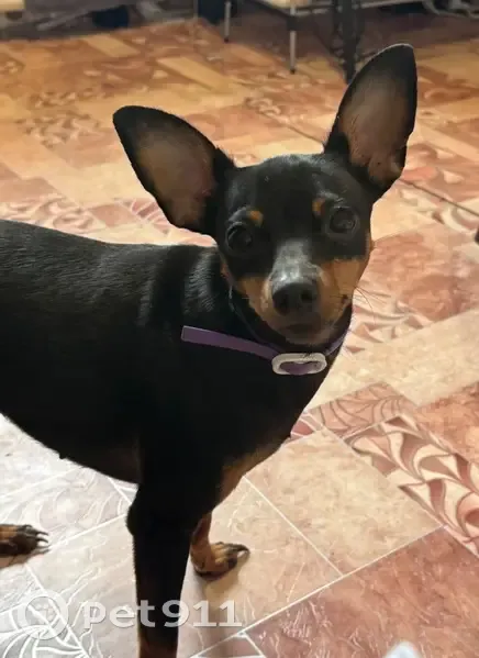 Пропала собака, улица Макарова, 110, Лысьва - photo