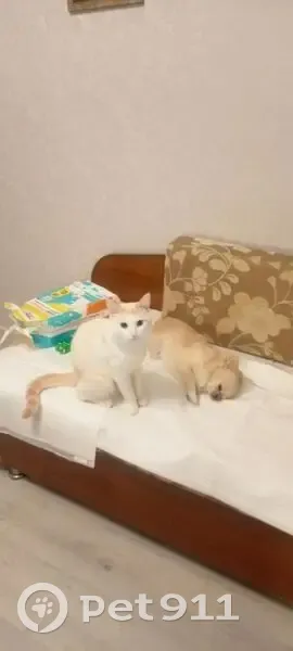 Пропала кошка, Московский проспект, 13, Пушкино — белая с рыжим подпалом - photo