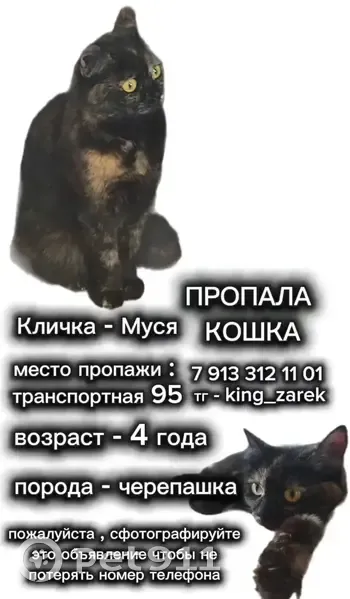 Пропала кошка, Транспортная улица, 95, Новокузнецк - черепашка выбежала с квартиры - photo