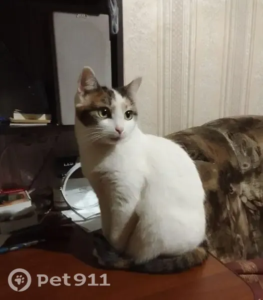 Пропала кошка, Сахаровское шоссе, городской округ Тверь - белая, тихо мяукает - photo