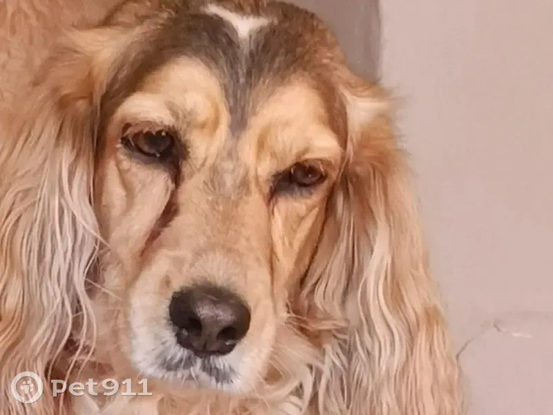 Пропала собака, Чистопольский район - рыжая охотничья - photo