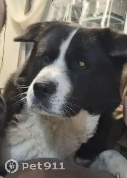 Пропала собака, Томск - черно-белый окрас - photo