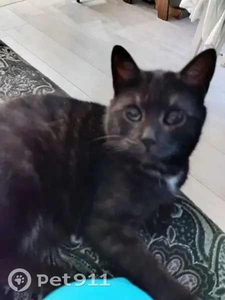 Пропала кошка, 10-я Северная улица, 85, Шуя - черная с белым подшерстком - photo