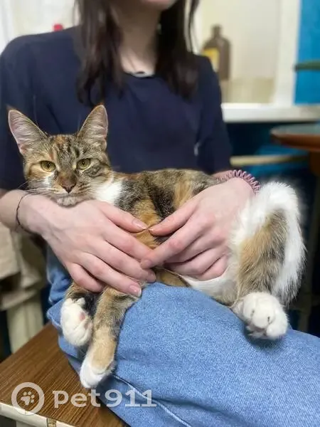 Пропала кошка, улица Доватора, 13, Ульяновск - выпала с окна, боязливая - photo