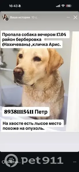 Пропала собака, лабрадор, Ростов-на-Дону - окрас палевый, на хвосте лысое место - photo