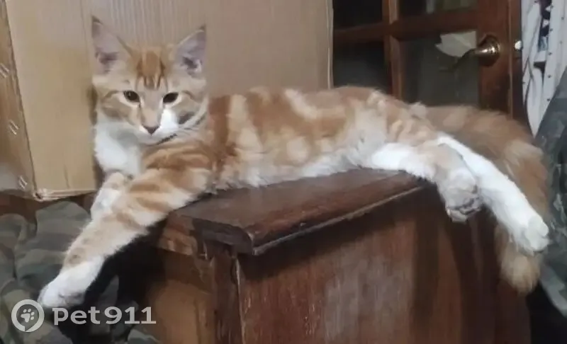 Пропала кошка, Кострома - рыжий мейкун с белыми пятнами - photo