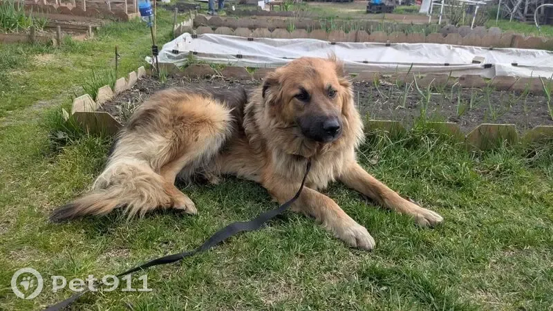 Найдена собака, Загородная улица, Южно-Челябинский Прииск - длинношерстная овчарка - photo