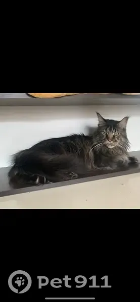 Пропала кошка, Рябиновая улица, Красноярск - кот мейн-кун с острыми ушами - photo