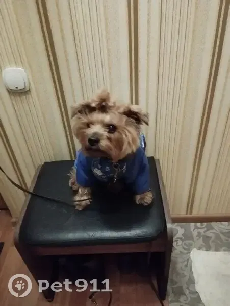 Пропала собака, улица Гайдара, 159, Нижний Тагил - коричневый комбез с желтыми пятнами - photo