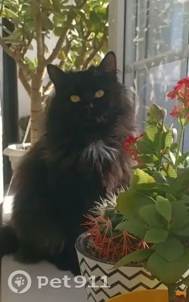 Пропала кошка, Грушевская - пушистая с желтыми глазами - photo