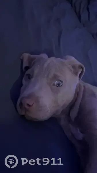 Пропала собака, Советская улица, Янтарный - сероватого цвета - photo