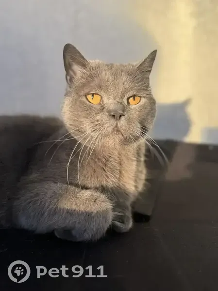 Пропала кошка, проспект Строителей, 84, Пенза - серый окрас, рыжие глаза - photo