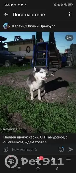 Пропала собака, 3-я Линия, Весенний сельсовет - белая с чёрным, коричневое пятно на глазу - photo