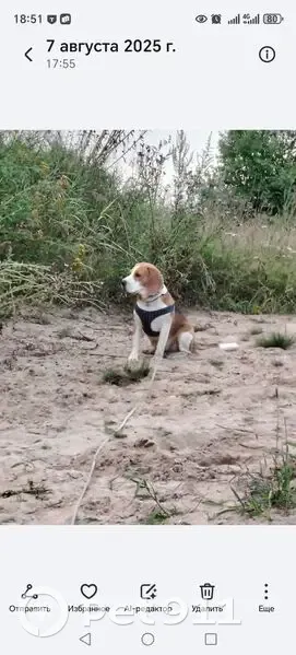 Пропала собака, город Всеволожск, триколор в шлейке - photo
