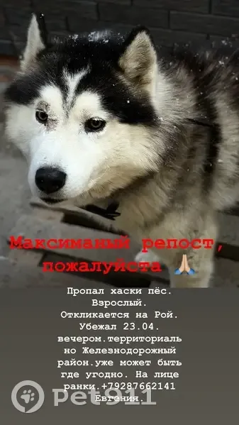 Пропала собака, Чапаевская улица, 45, Ростов-на-Дону - с ошейником и ранками - photo