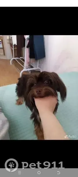 Пропала собака, Часовая улица, 36, Чистополь - шоколадного цвета, трусливая - photo