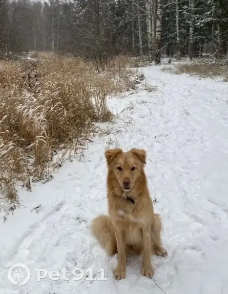 Пропала собака, Ленинградское шоссе, 18, Александровская - рыжий и очень добрый - photo