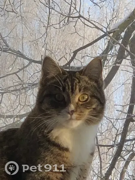 Пропала кошка, улица Ленина, 6, Сафоново - беленькие носочки, пятнышко на носике - photo