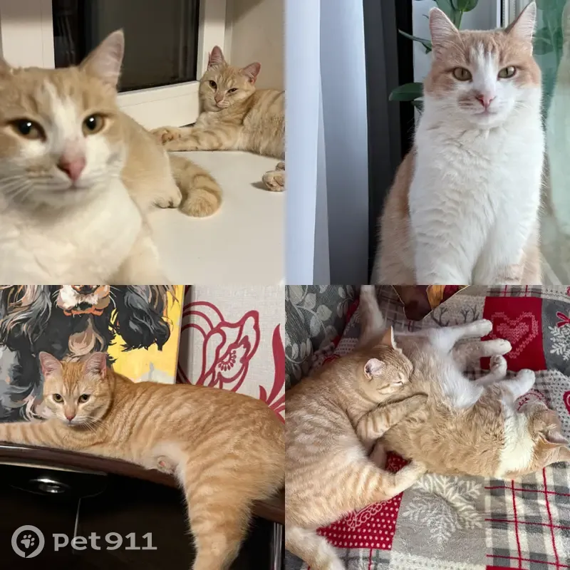 Пропала кошка, Северная улица, 5, Сергиевск - кастрирована, ушла 24 и 25 апреля - photo