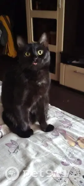 Пропала кошка, улица Чуковского, 1, Тольятти - чёрная с белыми пятнышками - photo