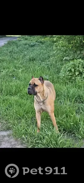 Пропала собака, Линейная улица, Кемерово - сука Кане корсо, кличка Мару - photo