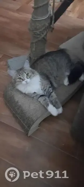 Пропала кошка, улица Державина, 3, Шахты - пушистая с белыми лапками - photo