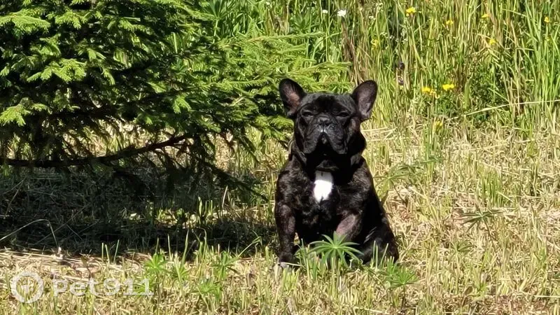 Пропала собака, Кольцевая улица, 11, Тупица, Глушата - общительный и коммуникабельный - photo