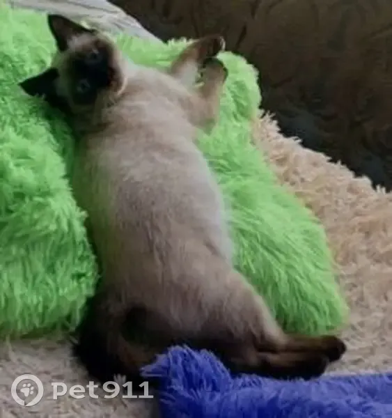 Пропала кошка, Юбилейная улица, Сажино - сиамская, мордочка темненькая - photo