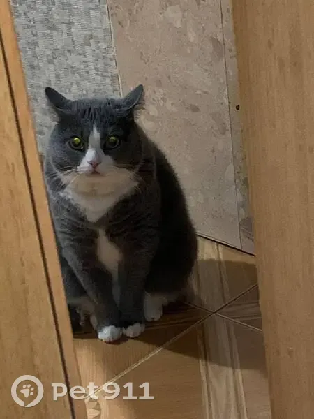 Пропала кошка, Гражданская улица, 16, Пушкин - серо-белый окрас - photo