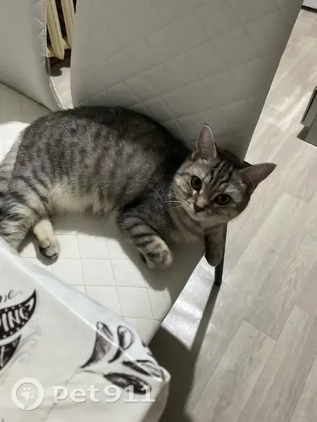 Пропала кошка, Камчатская улица, 18А, Тюмень - полненькая, 3 года - photo