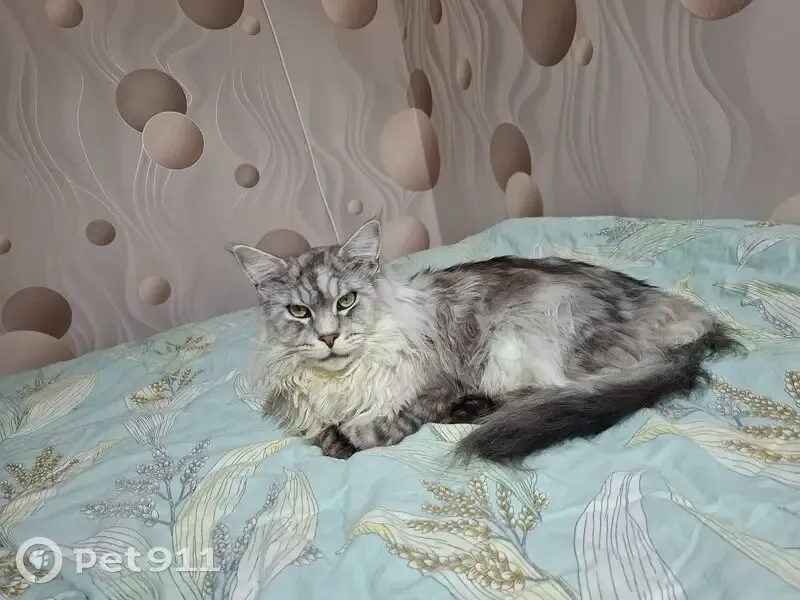 Пропала кошка, улица Космонавтов, Клинцы - серо-черный окрас - photo
