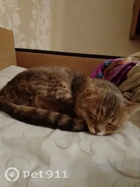 Пропала кошка, улица Ворошилова, 1Б, Кемерово - сибирская с жёлтыми глазами - photo