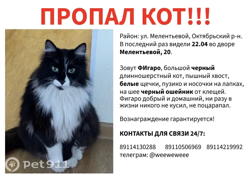Пропала кошка, улица Мелентьевой, Петрозаводск - черный длинношерстный с белым пузиком - photo
