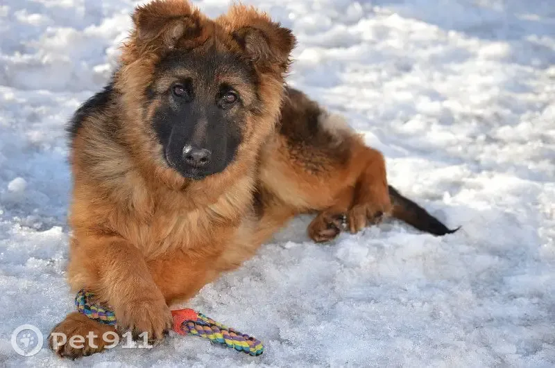 Пропала собака, улица Кутузова, 164, Сызрань - пушистая овчарка с ошейником - photo
