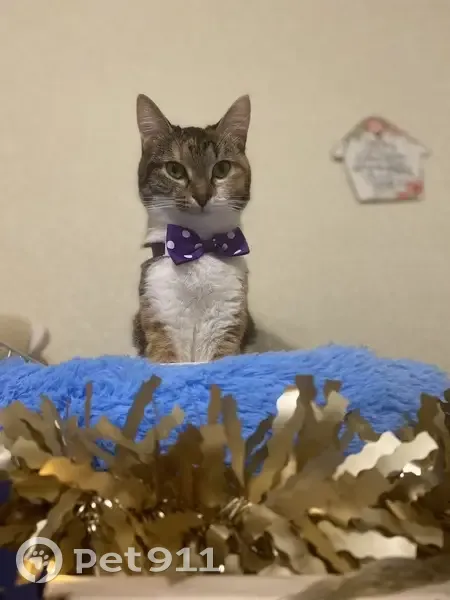 Пропала кошка, улица Могилевича, 11, Волгоград - трехцветная, ласковая - photo