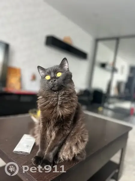 Пропала кошка, 7-я просека 4-й проезд, Самара - черный, очень добрый и ласковый - photo