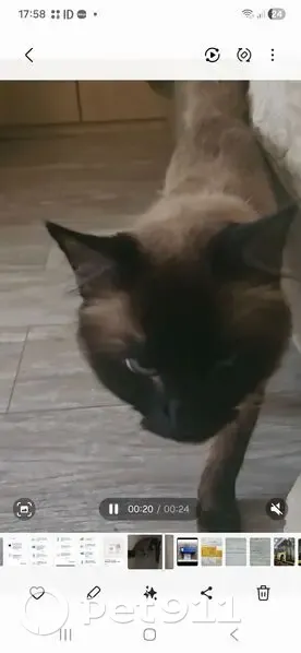 Пропала кошка, улица Гидростроителей, Краснодар - боится улицы - photo