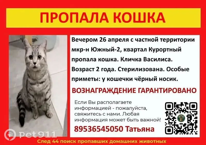 Пропала кошка, Бакшеевское - photo