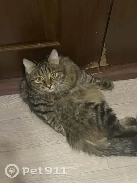 Пропала кошка, улица Нахимова, 5, Миасс - трехцветная и пушистая - photo