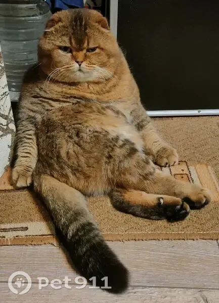 Пропала кошка, Аэродромный проезд, 9, Тамбов - вислоухая с тёмно-рыжим окрасом - photo