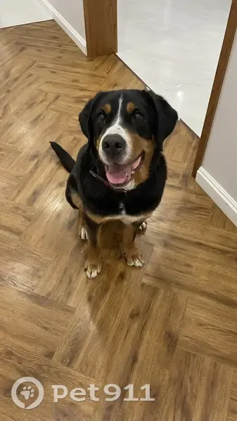 Пропала собака, Красная площадь, Москва - photo