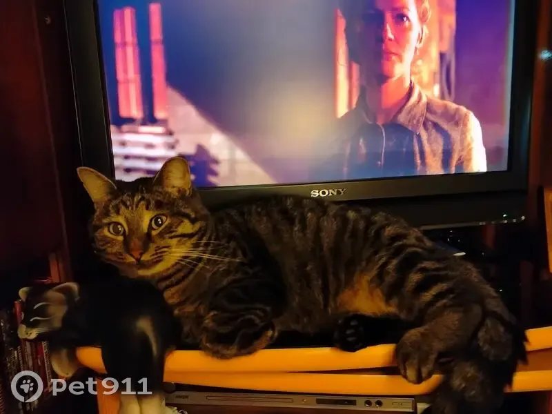 Пропала кошка, Советская улица, Киров - серый с пятнышками на боках - photo