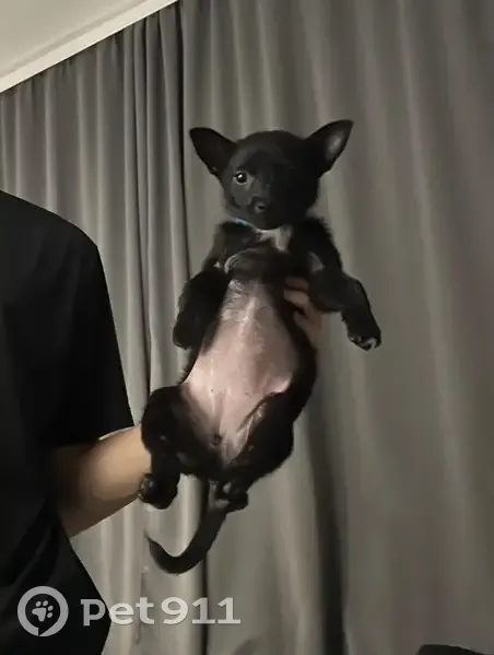 Пропала собака, Красная улица, 38, Кочубеевское - маленький черный щенок с белой грудкой - photo