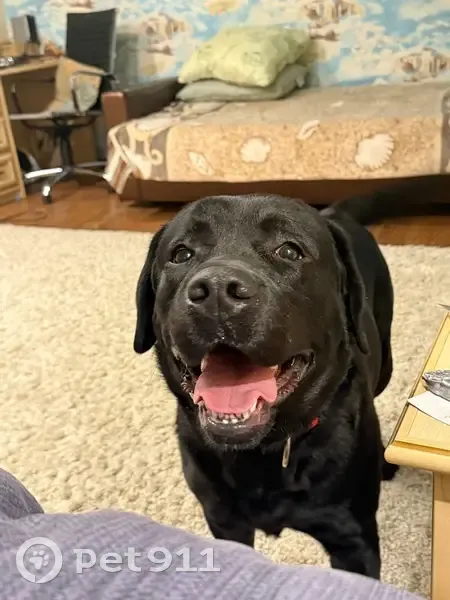 Пропала собака, 4-й переулок Металлистов, 5, Тверь - черный лабрадор с коричневым ошейником - photo