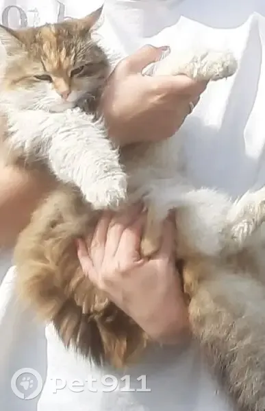 Пропала кошка, улица Ленинского Комсомола, 2Ж, Орск - пушистая трехцветная - photo