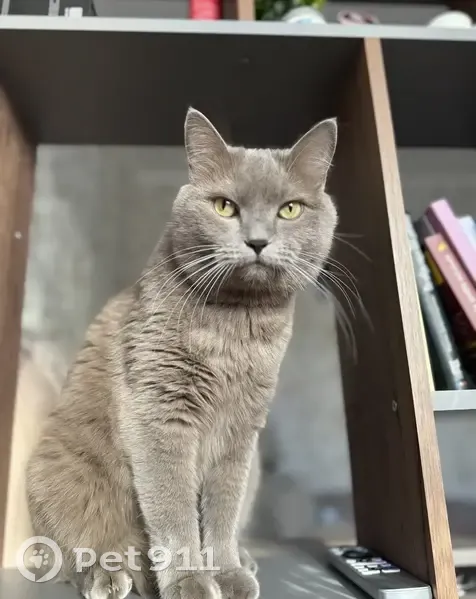 Пропала кошка, Северо-Западная улица, 27, Барнаул - серый крупный шотландец - photo