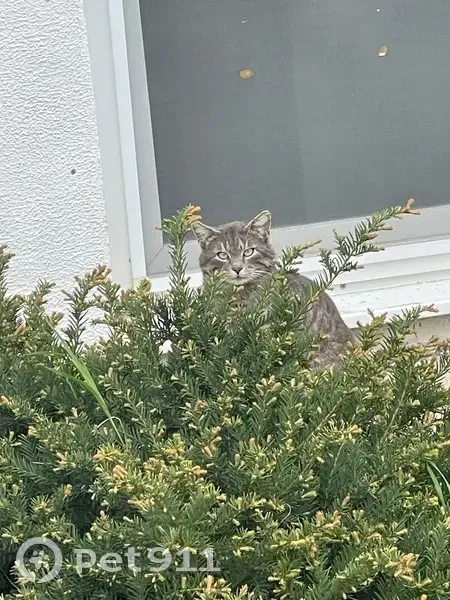 Найдена кошка, Станичная улица, 1, Анапа - серый в белую полоску - photo
