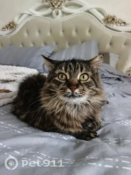 Пропала кошка, улица Гоголя, 5, Лиски - пушистая, тёмная, 13 лет - photo